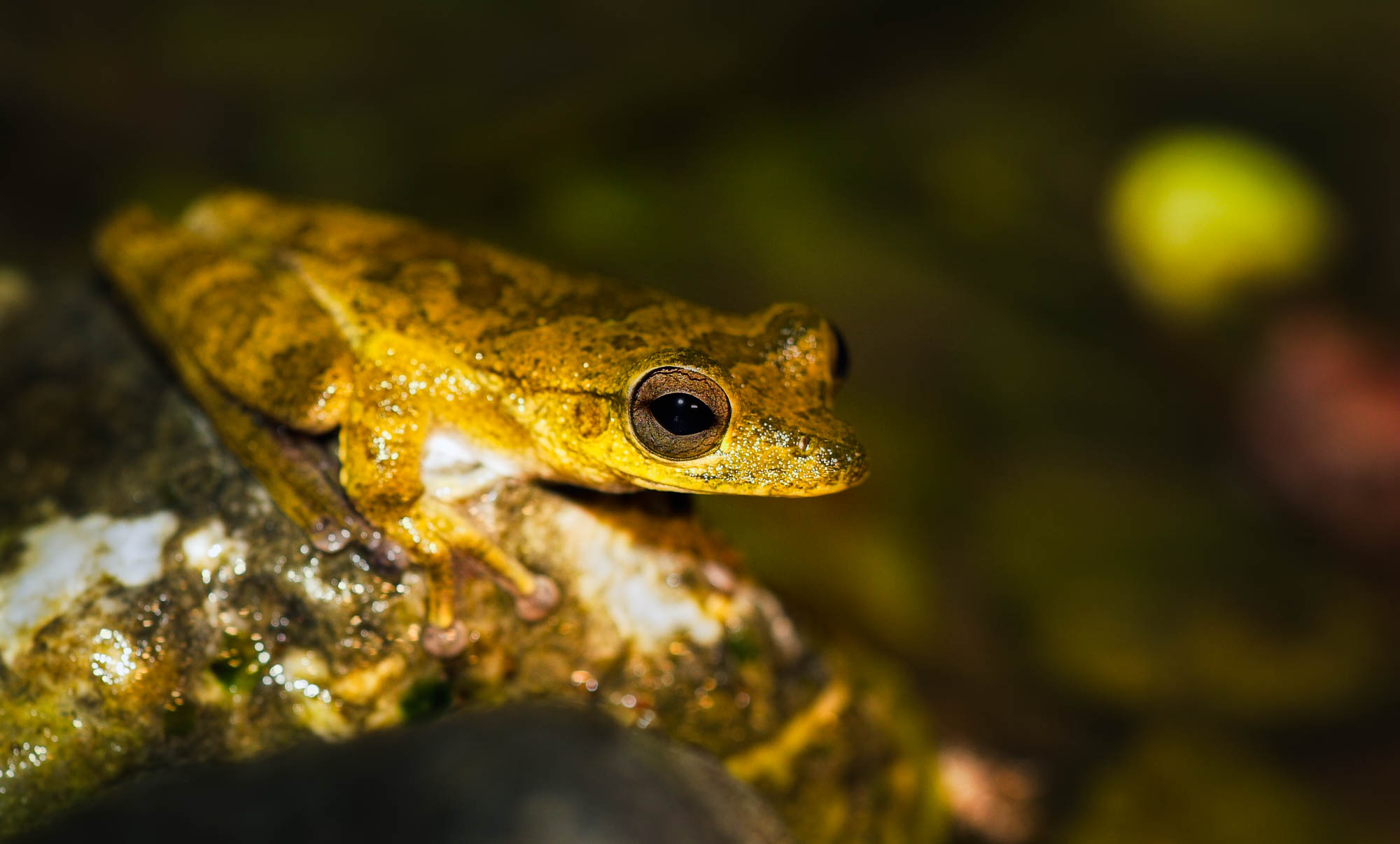 In the eye of the frog